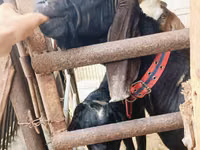 Ziegenbock, Kamori goats — Foto 2