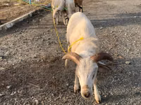 Ovejas (lote, sexo no especificado), Ovejas — foto 4