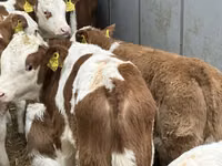 牛只（批次，未指定性别）, Cattle — 照片 7