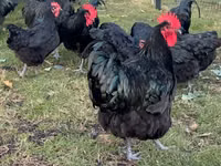 Australorp — photo 7