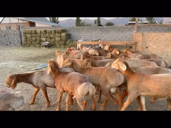 كبش, Karakul sheep