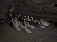 Geese — फ़ोटो 3