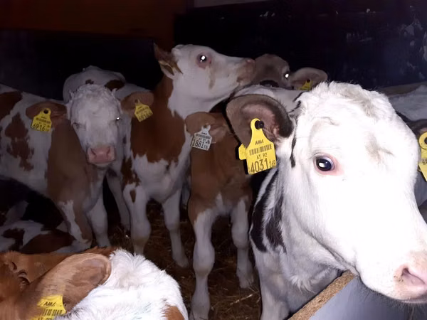 Bull, Simmental cattle