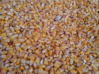Продам кукурузу — photo 1