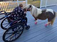 Yegua, Miniature horse — foto 3