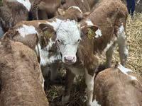 Cattle (batch, sex not specified), Russian Black pied cattle — photo 6