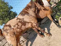 Ziegenbock, Kamori goats — Foto 5