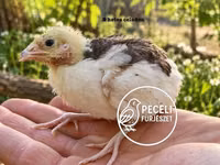 Quails — 照片 4