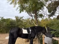 Hengst, Friesian — Foto 6
