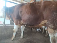 Bull, Holstein breed — photo 2