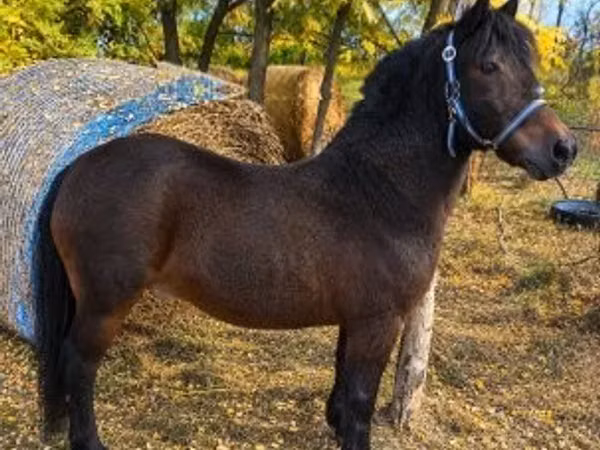 公马, Horses