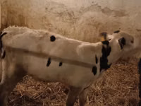 Toro, Russian Black pied cattle — foto 2