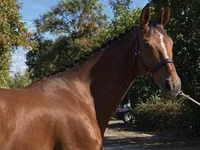 فرس, Hanoverian — الصورة 4
