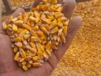 Porumb cu livrare acasă 4,40 lei/kg — الصورة 1