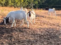 Ziege, Boer goat — Foto 8