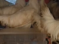 Chickens — photo 3