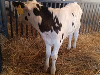 Bull, Russian Black pied cattle — photo 4