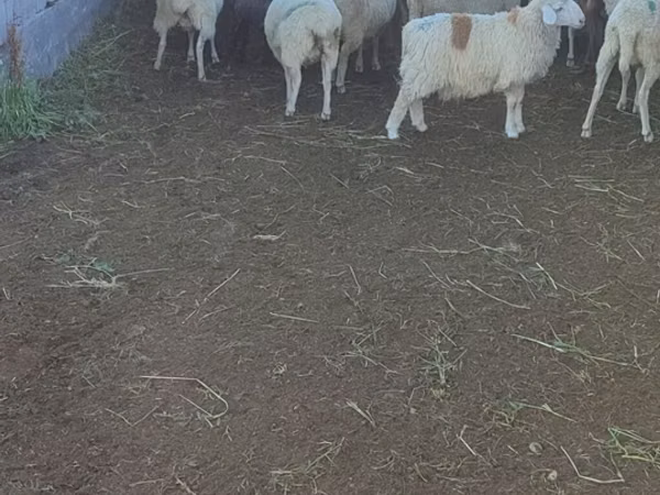 भेड़, Beulah Speckled face sheep