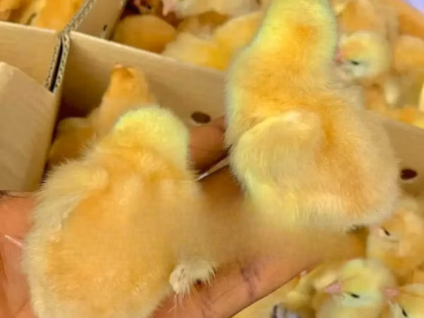 Chickens