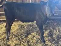 Cow, Cattle — photo 4