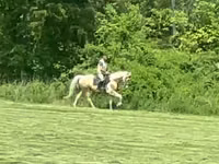 Horse (M), Racking Horse — photo 1