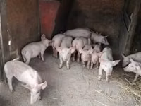 Schweine (Partie, Geschlecht nicht angegeben), Schweine — Foto 1