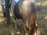 Horse (M), Indian half-bred — photo 3