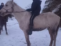 حصان, Yakutian horse — الصورة 2