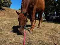 Hengst, Oldenburg horse — Foto 2