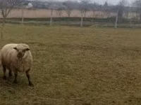 Widder, Shroshire sheep — Foto 4