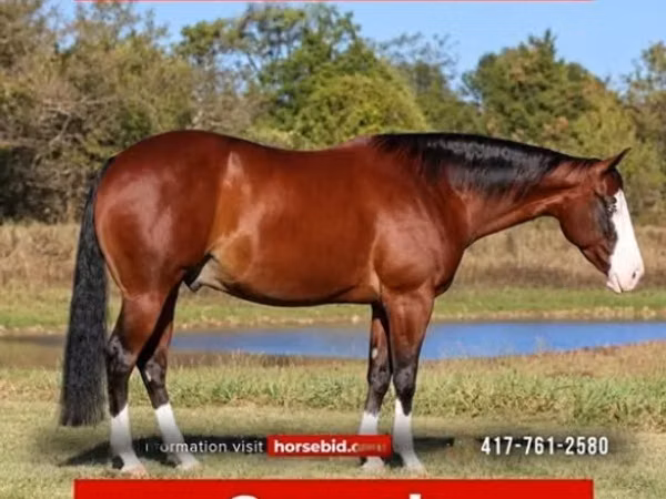घोड़ा, Quarter Horse