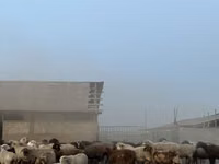 भेड़, भेड़ — फ़ोटो 2