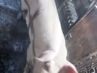 Cerda, Cerdos — foto 1