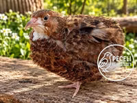 Quails — 照片 8