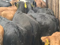 Cattle (batch, sex not specified), Simmental cattle — photo 7
