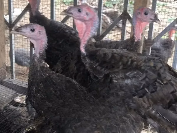 Turkeys — Ghana