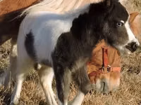 Horse (M), Miniature horse — photo 4