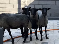نعجة, Hissar sheep — الصورة 3