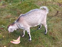 Ziege, Ziegen — Foto 3