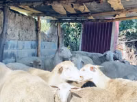 Ram, Merinoland sheep — photo 4