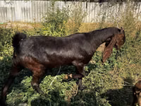 عنزة, Kamori goats — الصورة 3