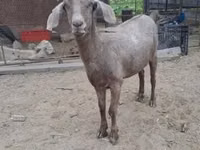 Sheep, Sheep — photo 2
