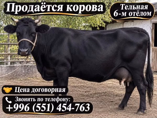 بقرة, Russian Black pied cattle