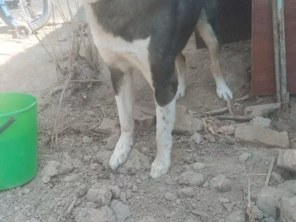 Goats (batch, sex not specified), Goats