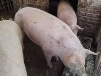 Pigs (batch, sex not specified) — photo 1