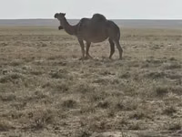 Kamele (Partie, Geschlecht nicht angegeben), Anafi camel — Foto 1