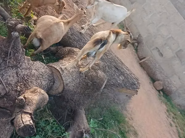 Goats (batch, sex not specified), Goats