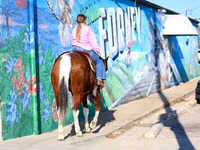 Horse (M), National Show Horse — photo 5