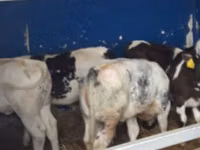 牛只（批次，未指定性别）, Cattle — 照片 3