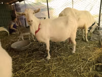 Goats (batch, sex not specified), Saanen goat — photo 1